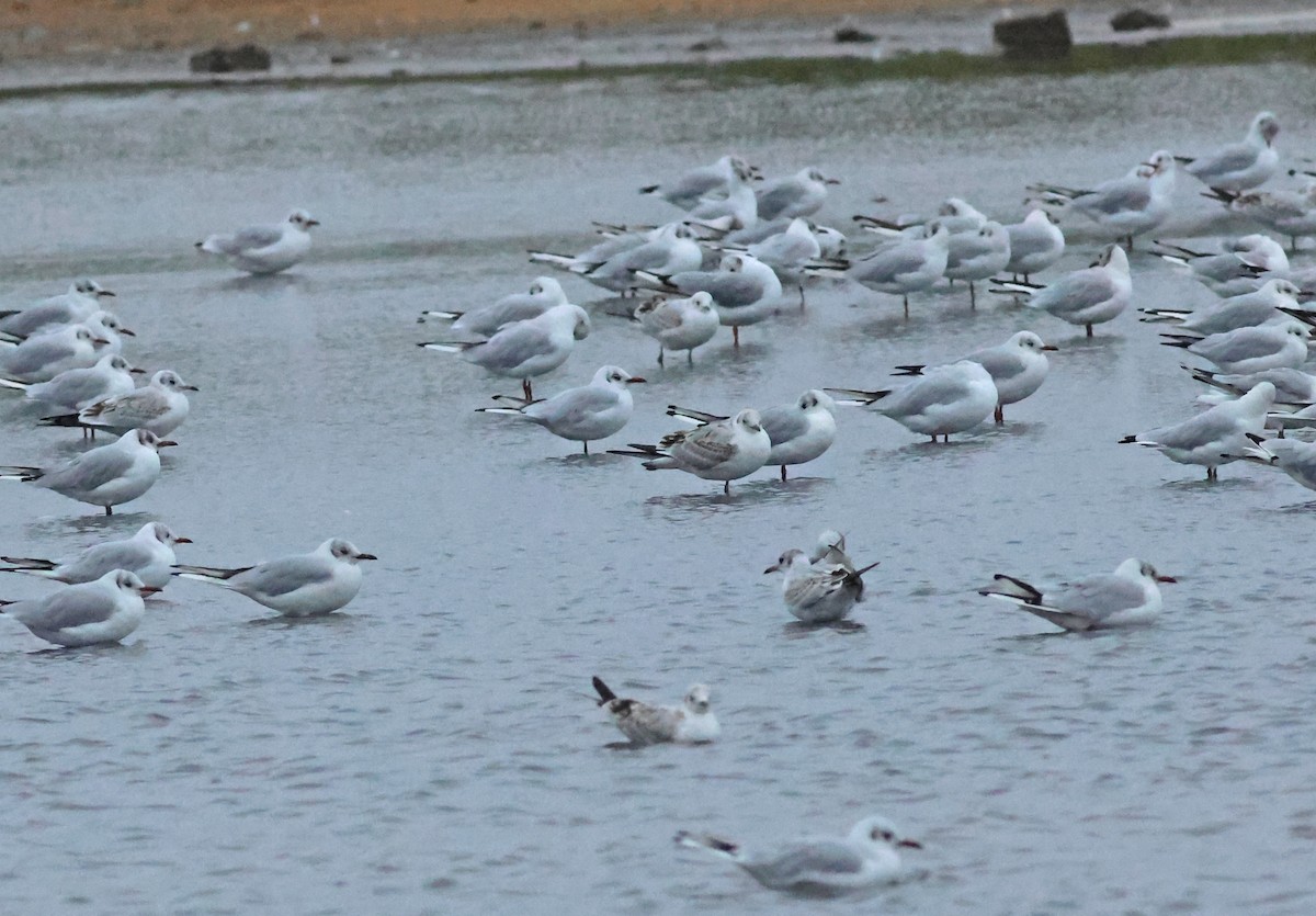 Mouette mélanocéphale - ML642393045