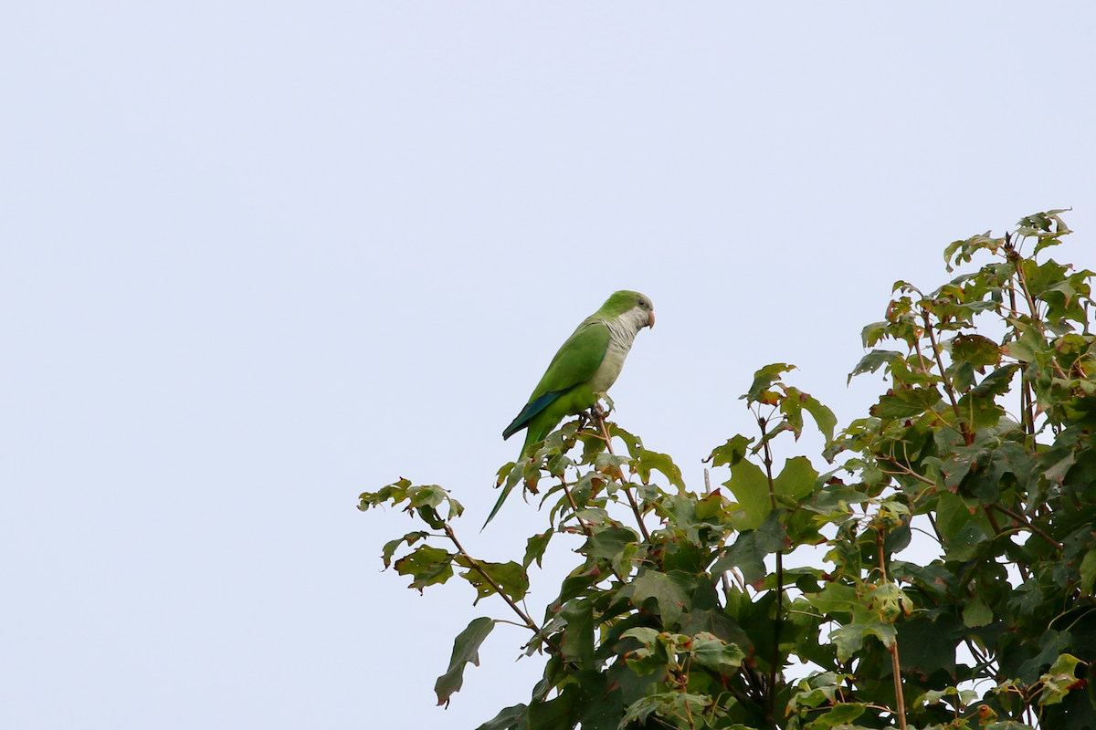 Monk Parakeet - ML642393049