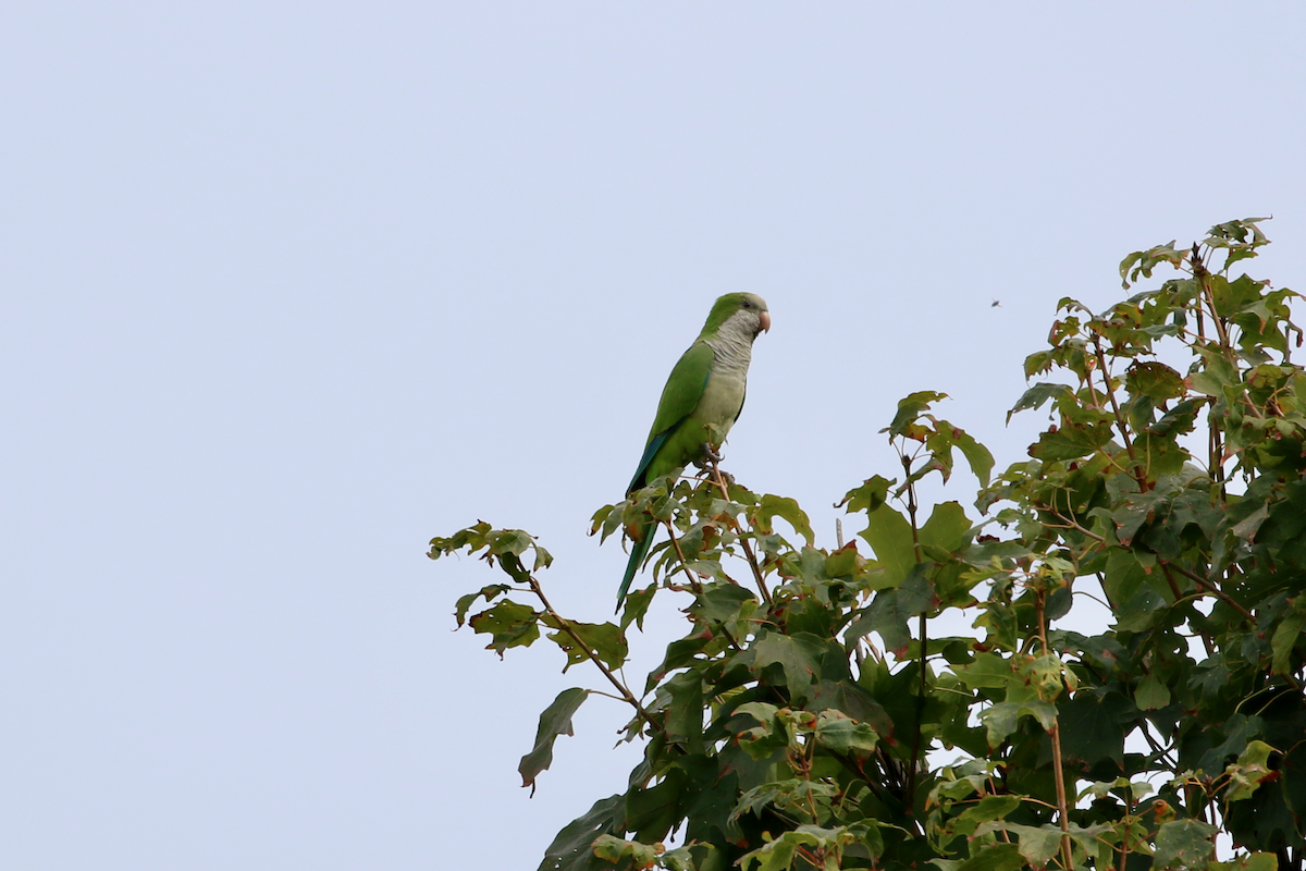 Monk Parakeet - ML642393050