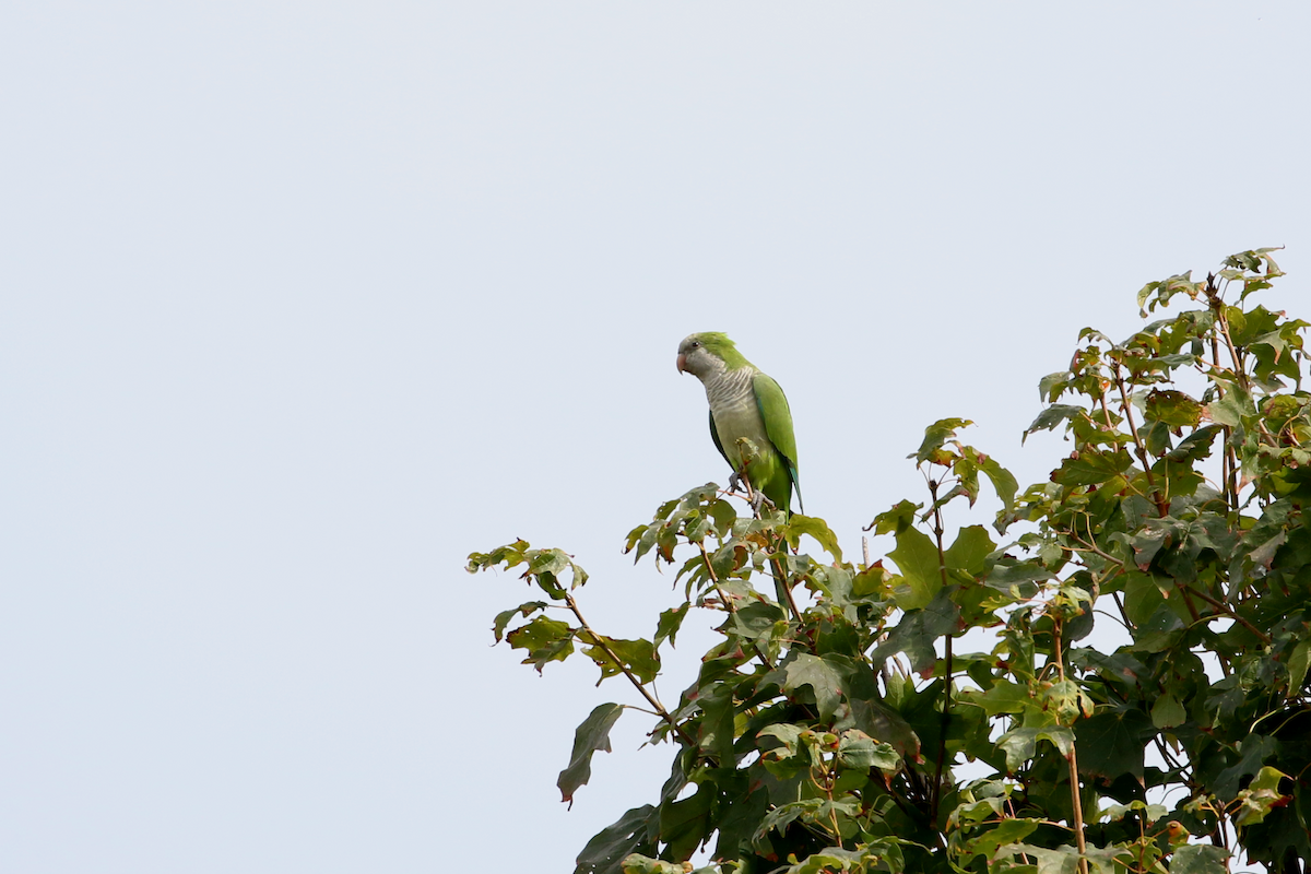 Monk Parakeet - ML642393051