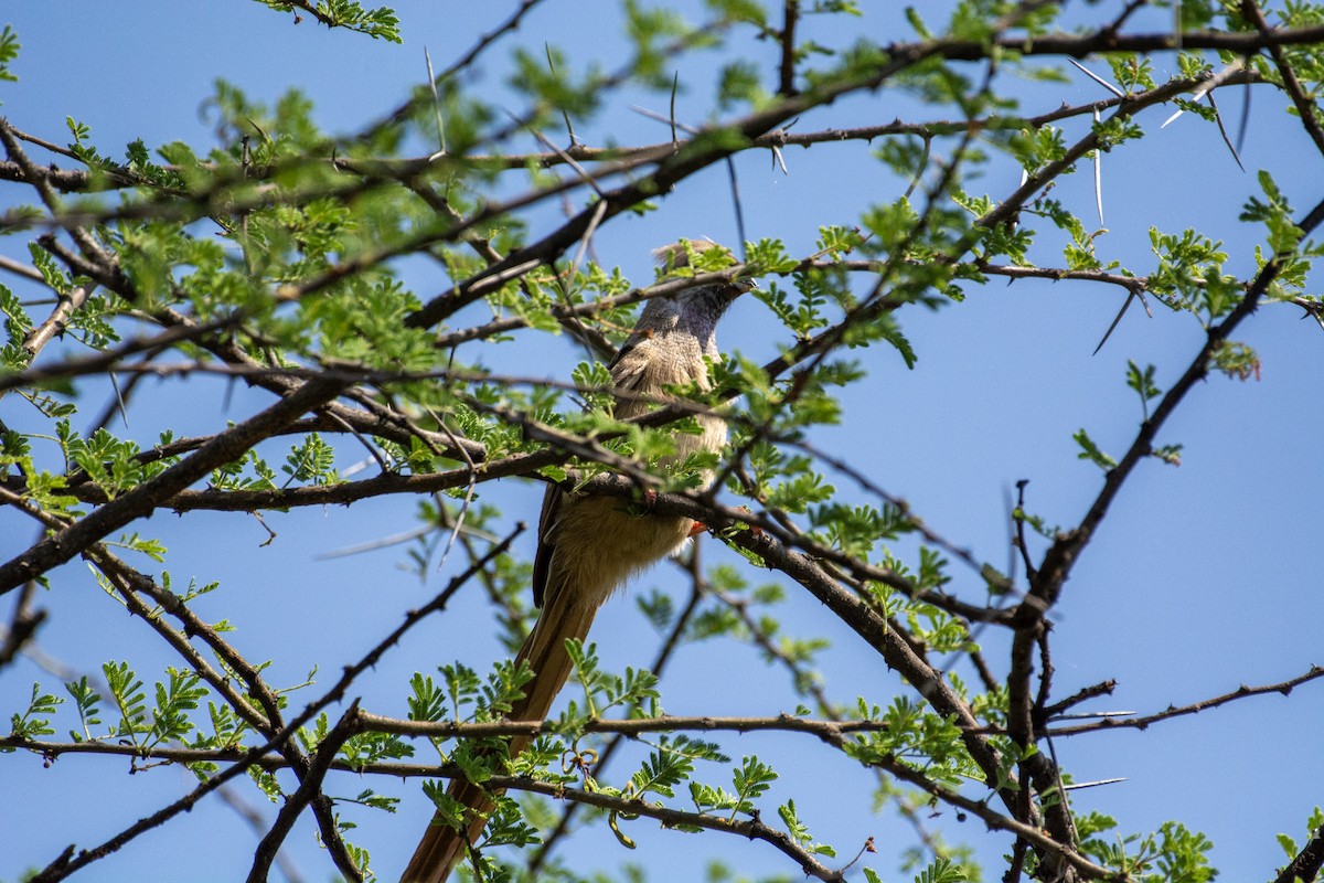 Speckled Mousebird - ML642393128