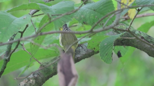 Cape May Warbler - ML642393143