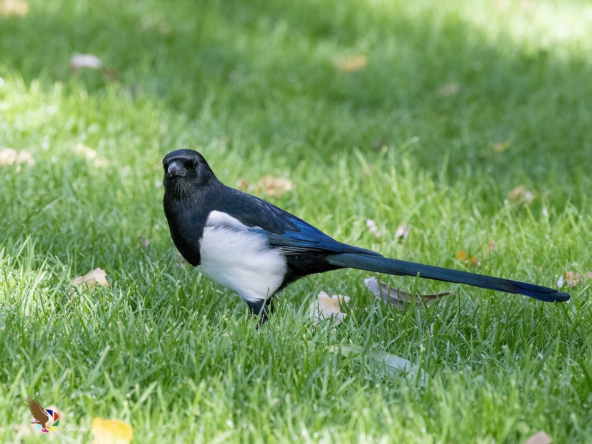 Eurasian Magpie - ML642393172