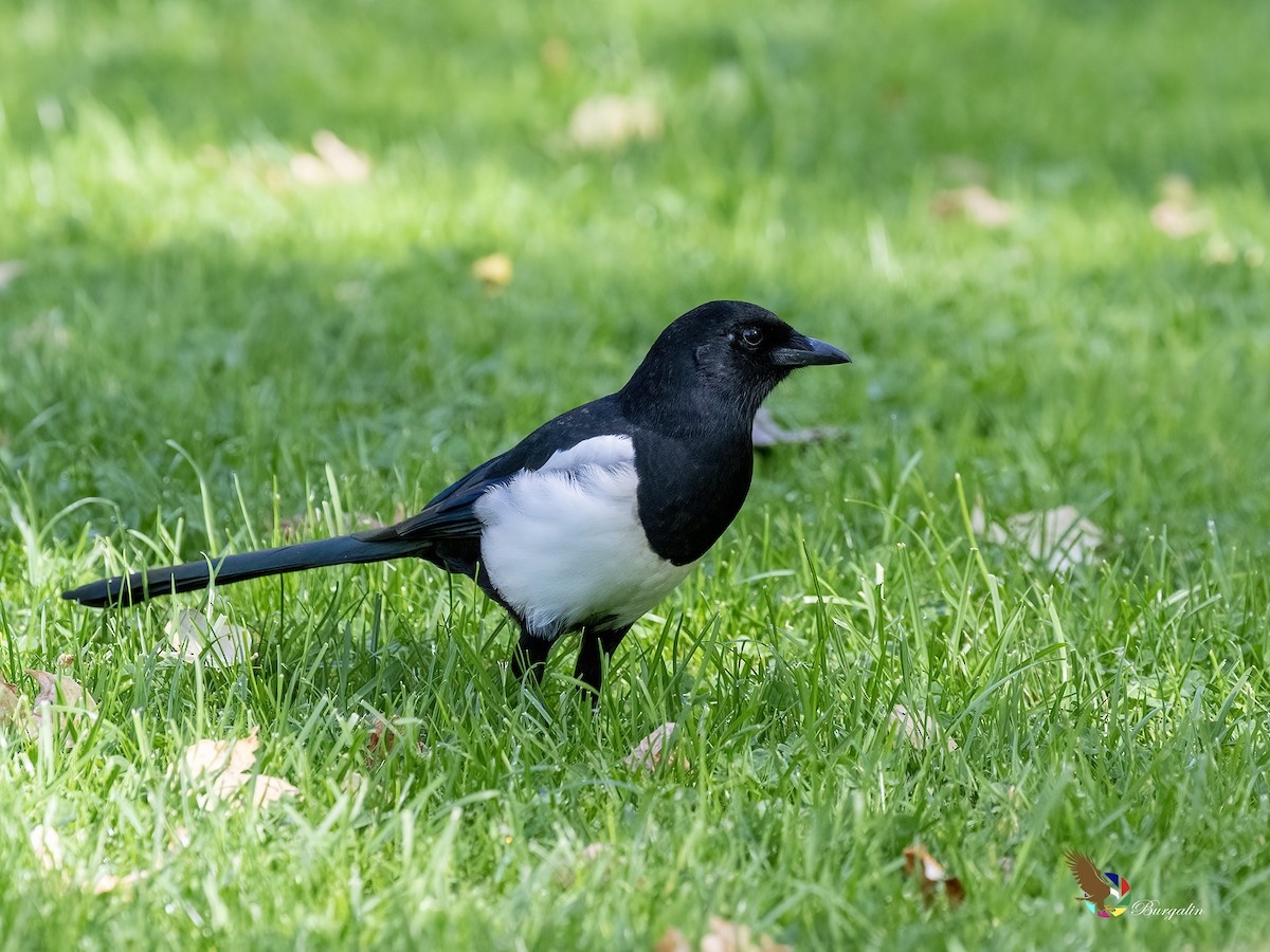 Eurasian Magpie - ML642393173