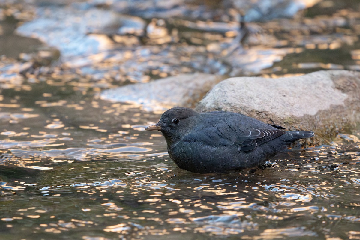 American Dipper - ML642393190