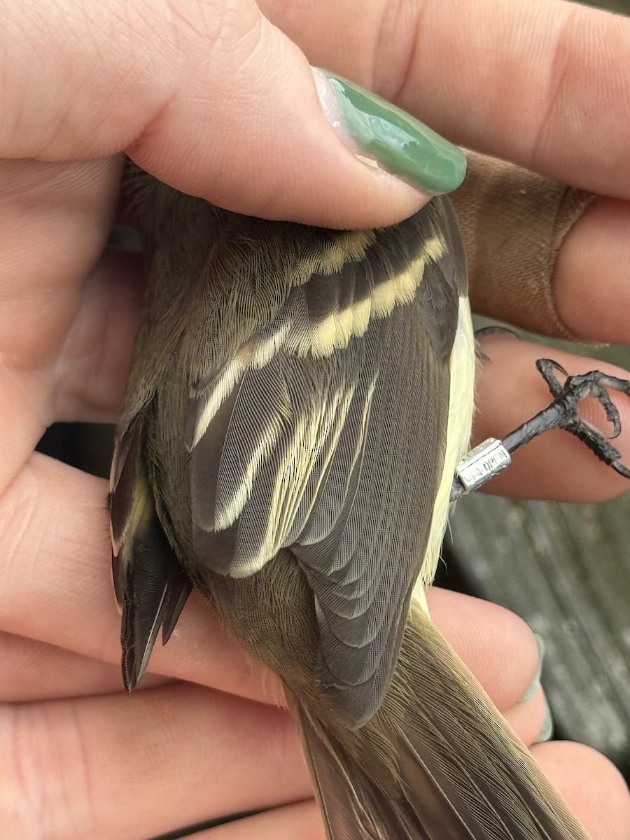 Willow Flycatcher - ML642393222
