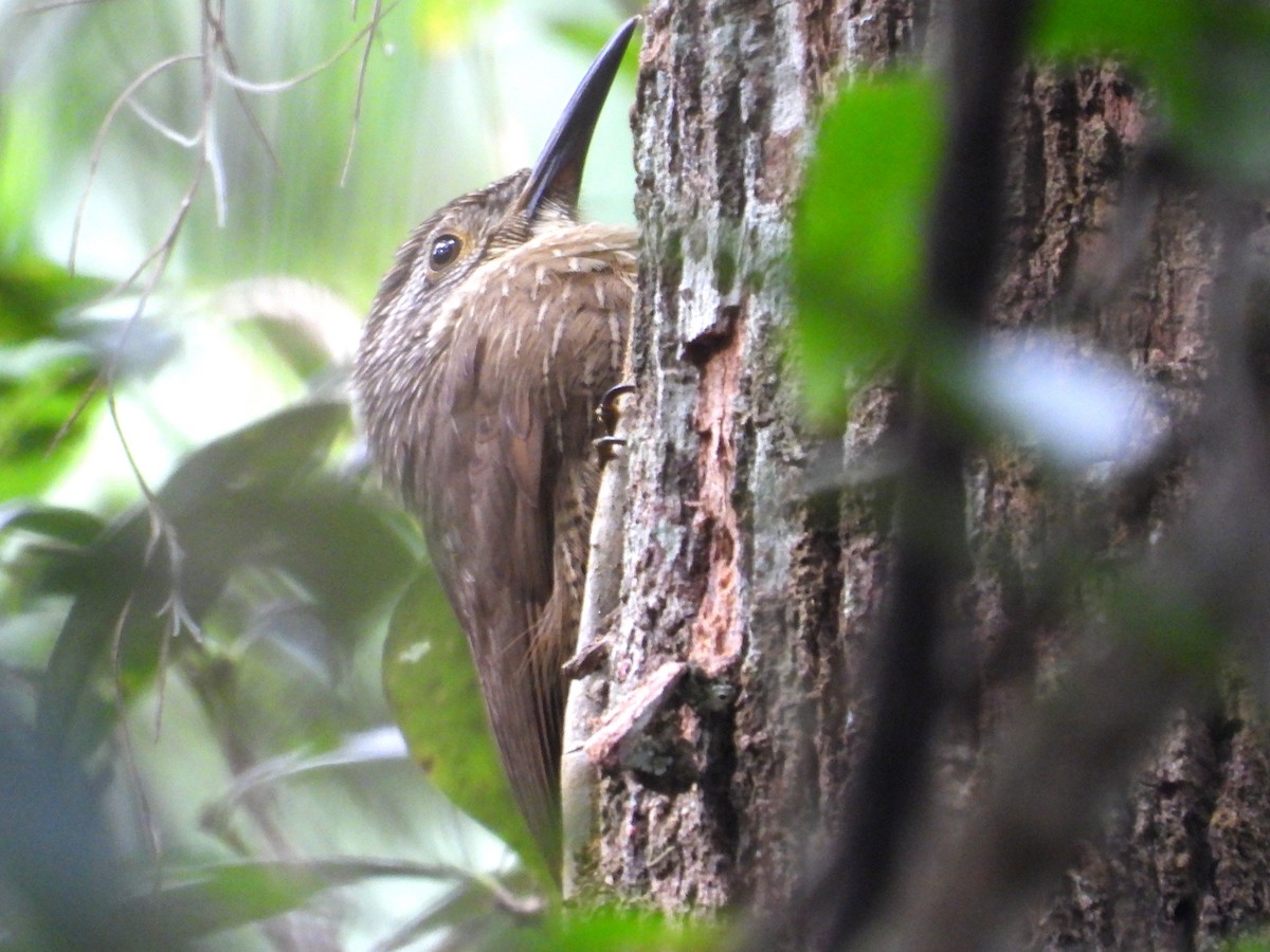 Planalto Woodcreeper - ML642393250