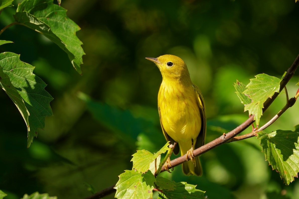 Yellow Warbler - ML642393260