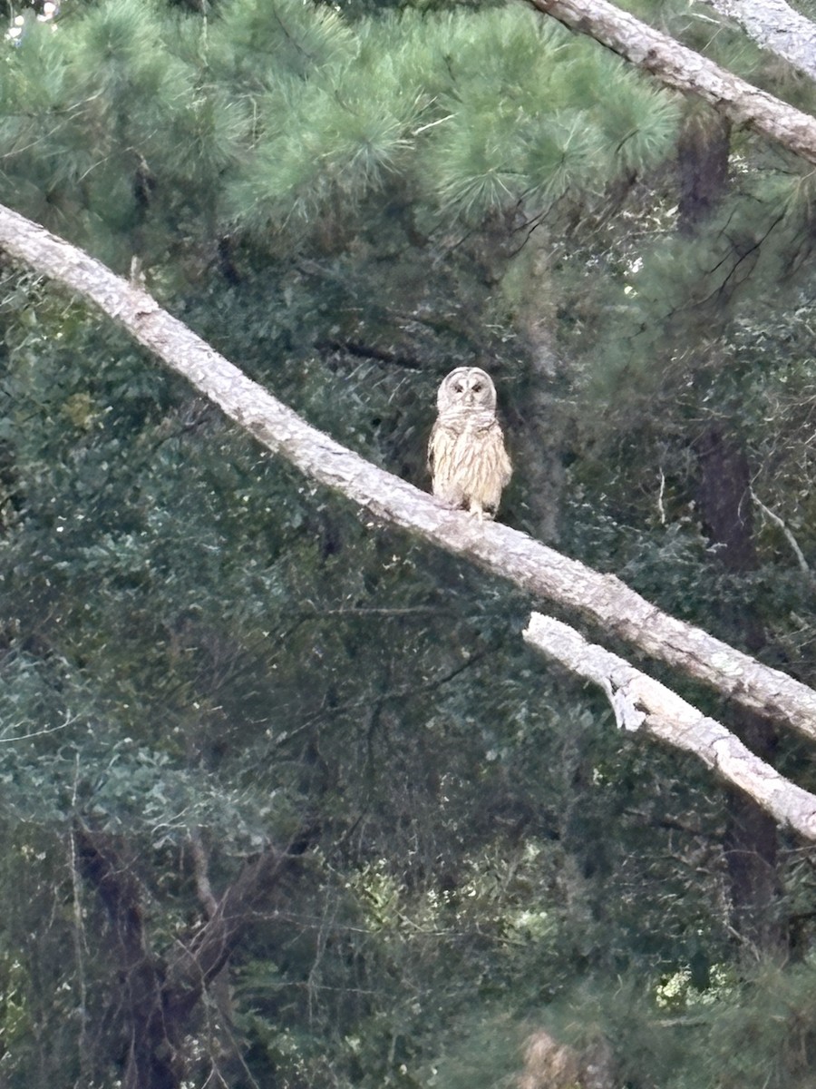 Barred Owl - ML642393271