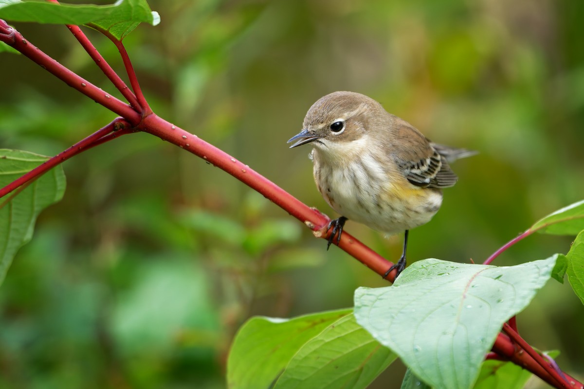 Yellow-rumped Warbler - ML642393277