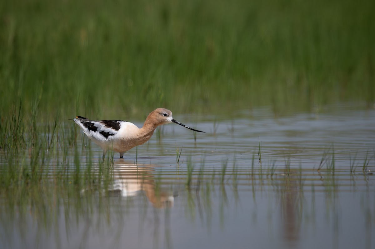 American Avocet - ML642393347