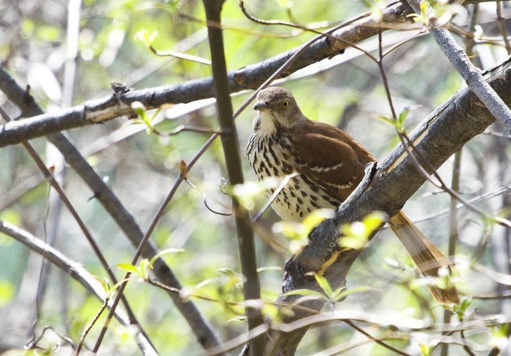 brunspottefugl - ML642393364
