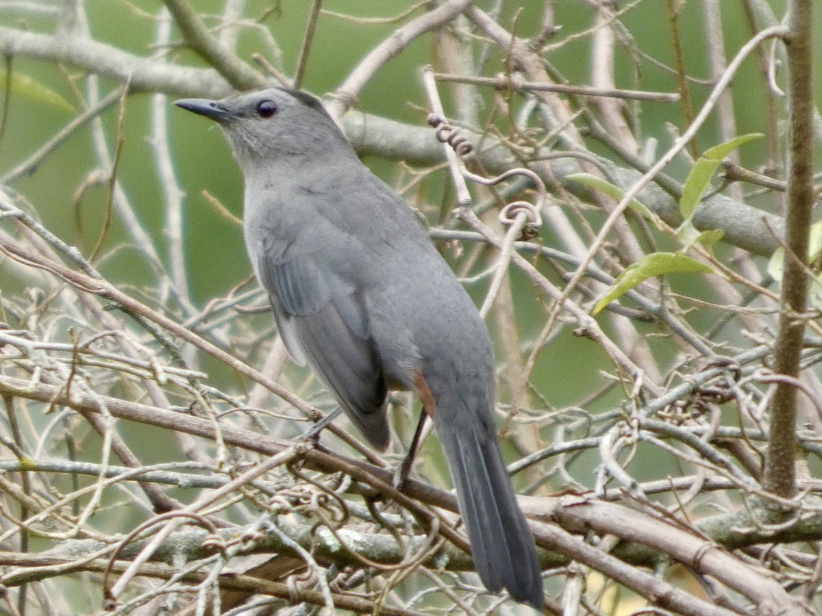 kattespottefugl - ML642393429