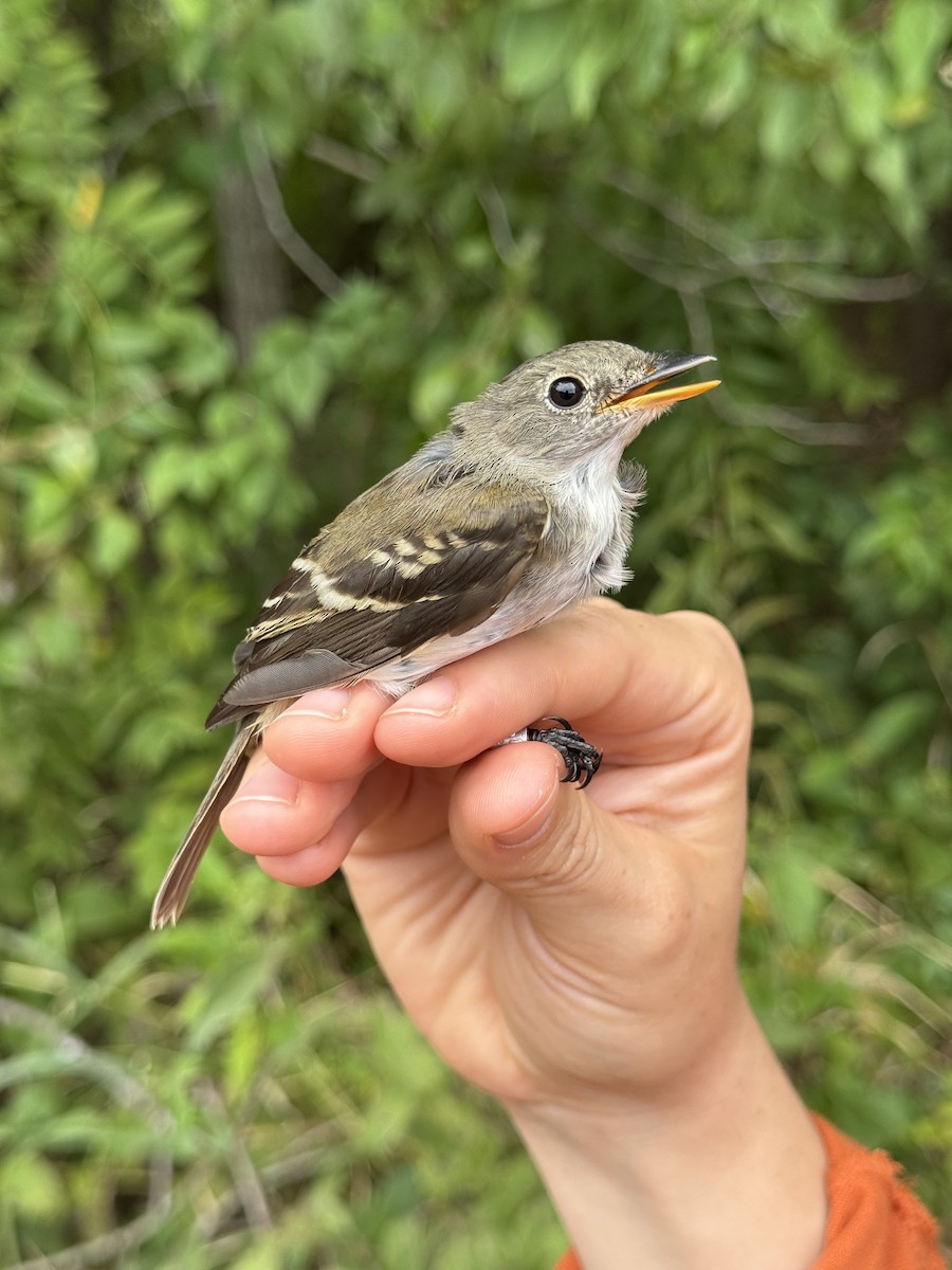 Alder/Willow Flycatcher (Traill's Flycatcher) - ML642393452