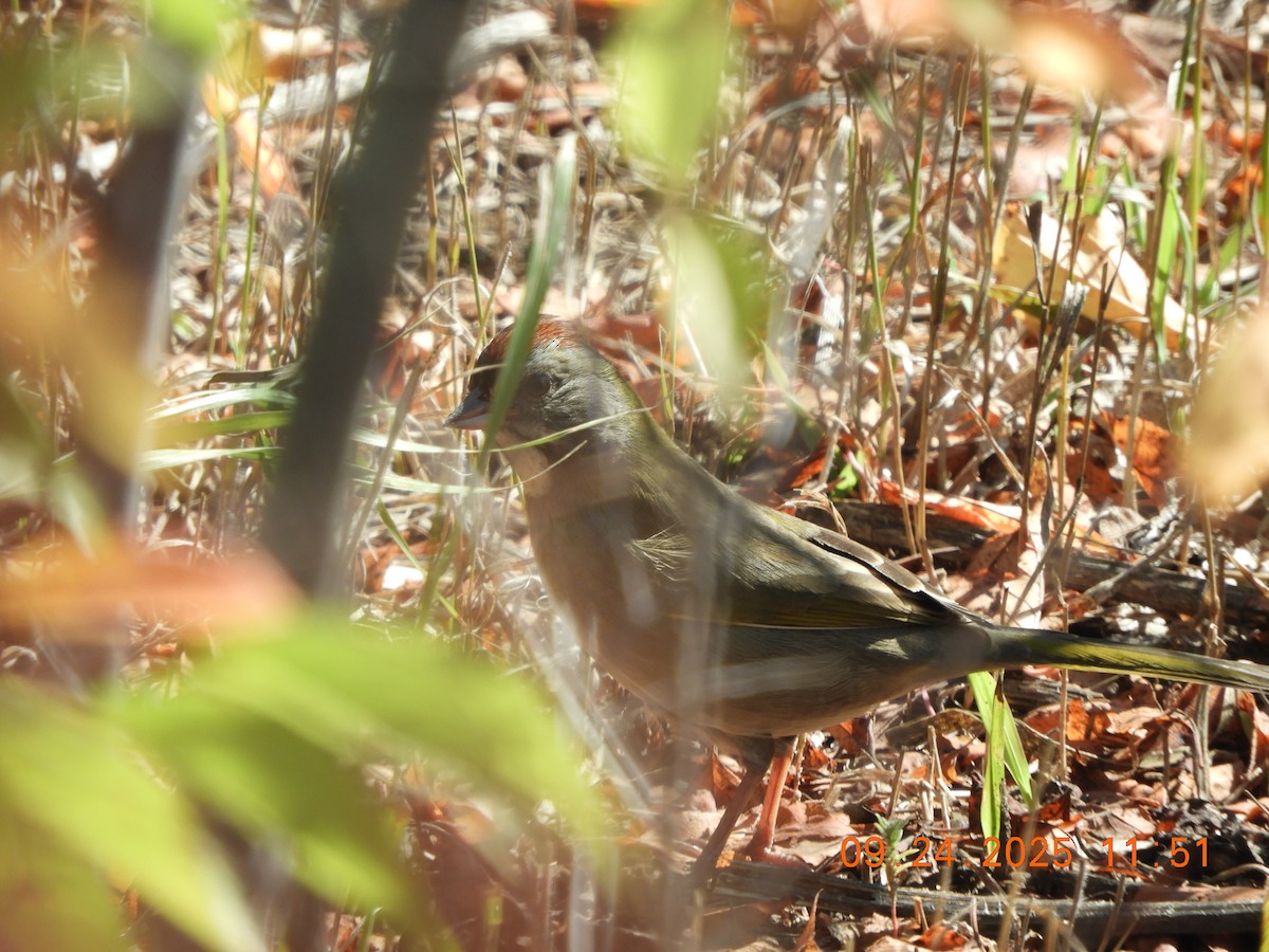 Green-tailed Towhee - ML642393461