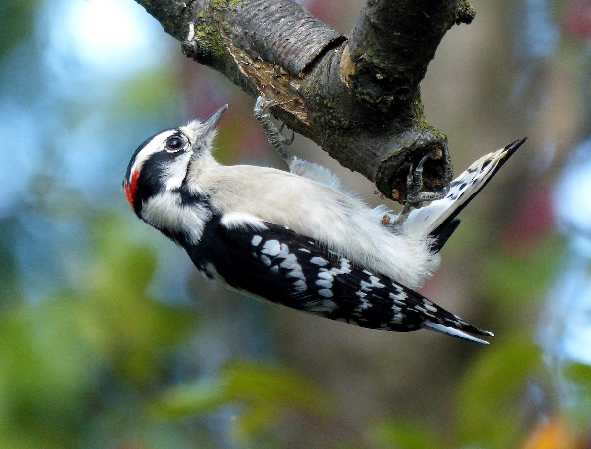 Downy Woodpecker - ML642393474