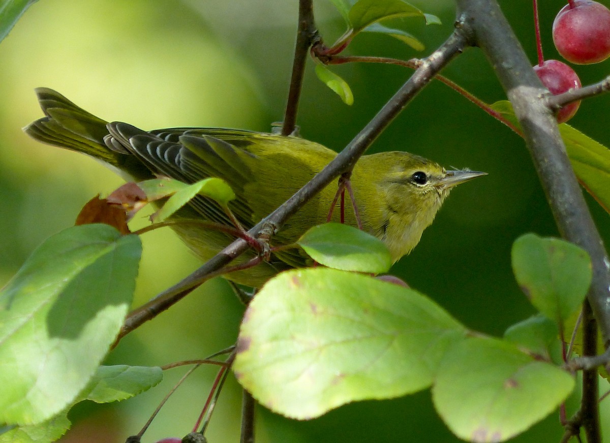 Tennessee Warbler - ML642393502