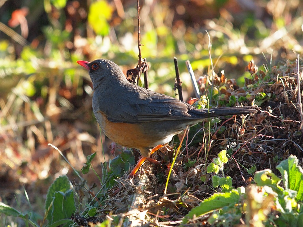 Zorzal Abisinio (grupo abyssinicus) - ML642393520