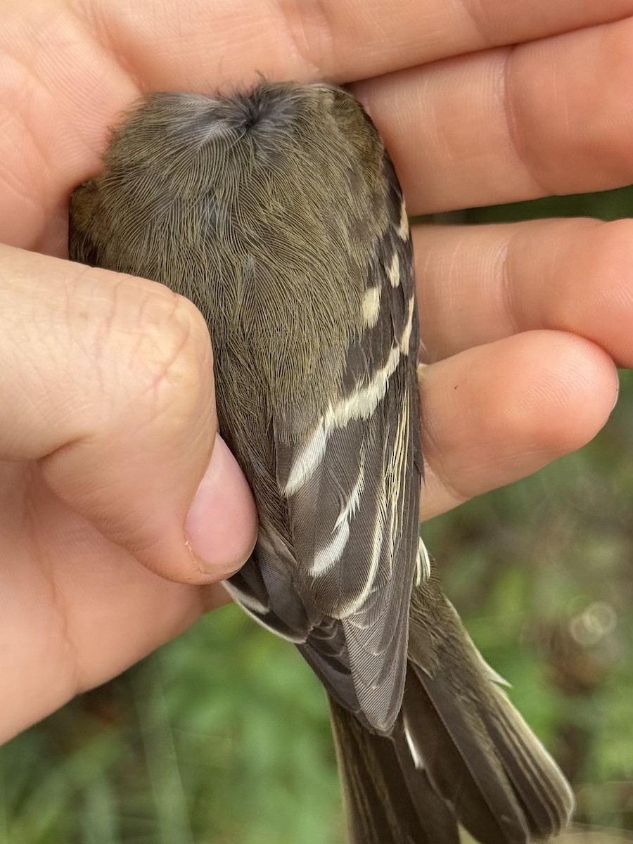 Alder/Willow Flycatcher (Traill's Flycatcher) - ML642393538