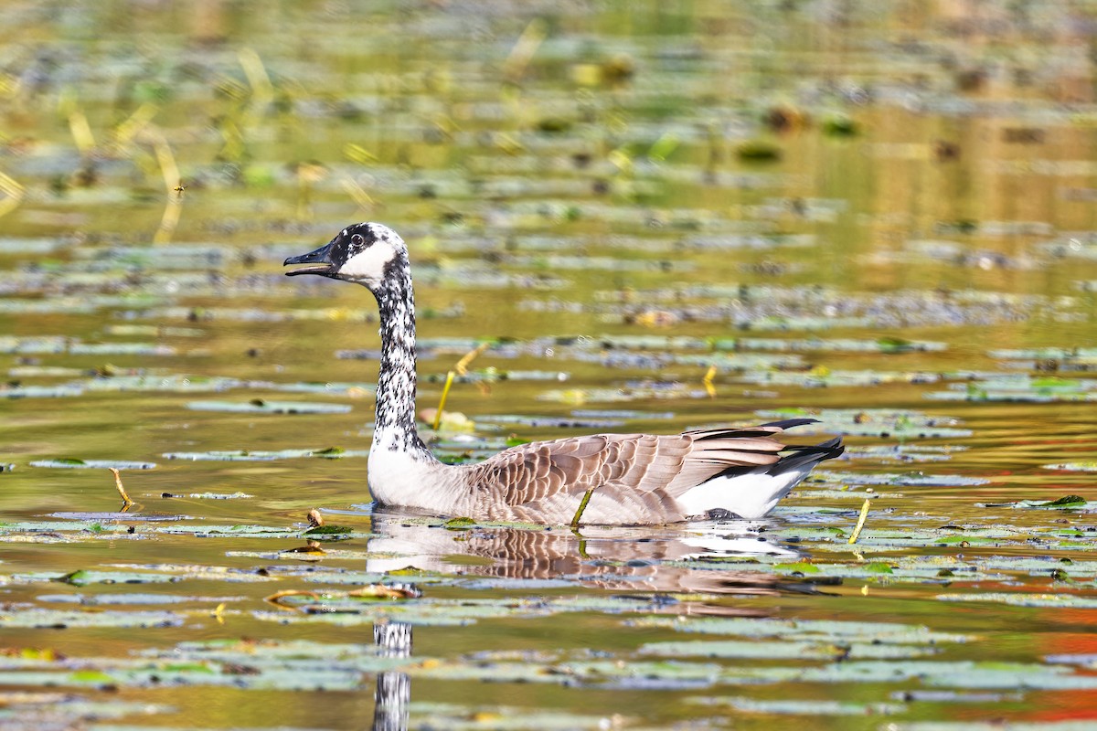 Канад галуу - ML642393552