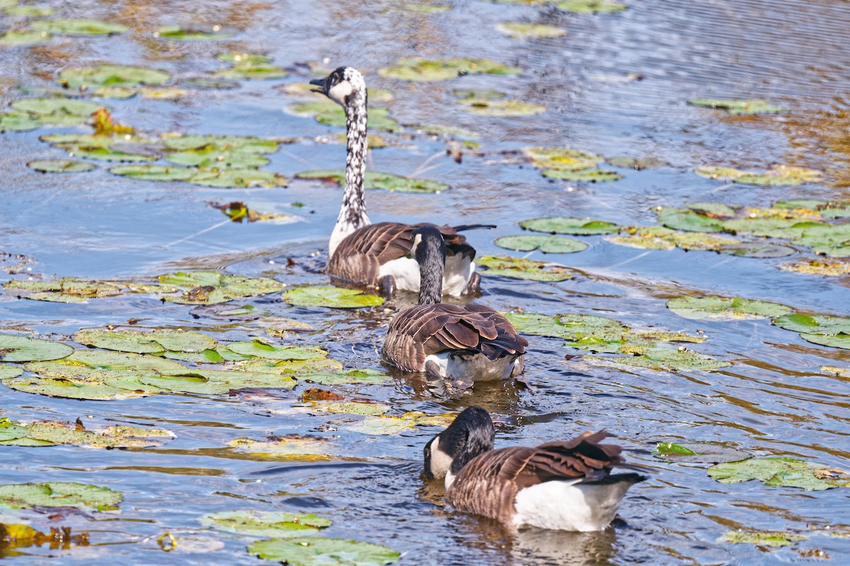 Канад галуу - ML642393553