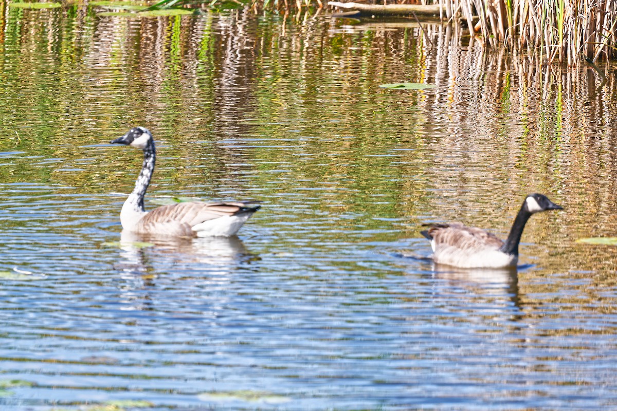 Канад галуу - ML642393556