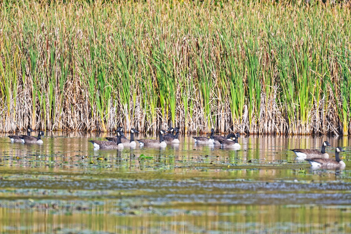 Канад галуу - ML642393557