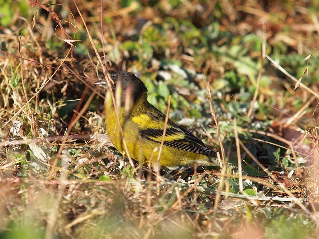 Serín Cabecinegro - ML642393564