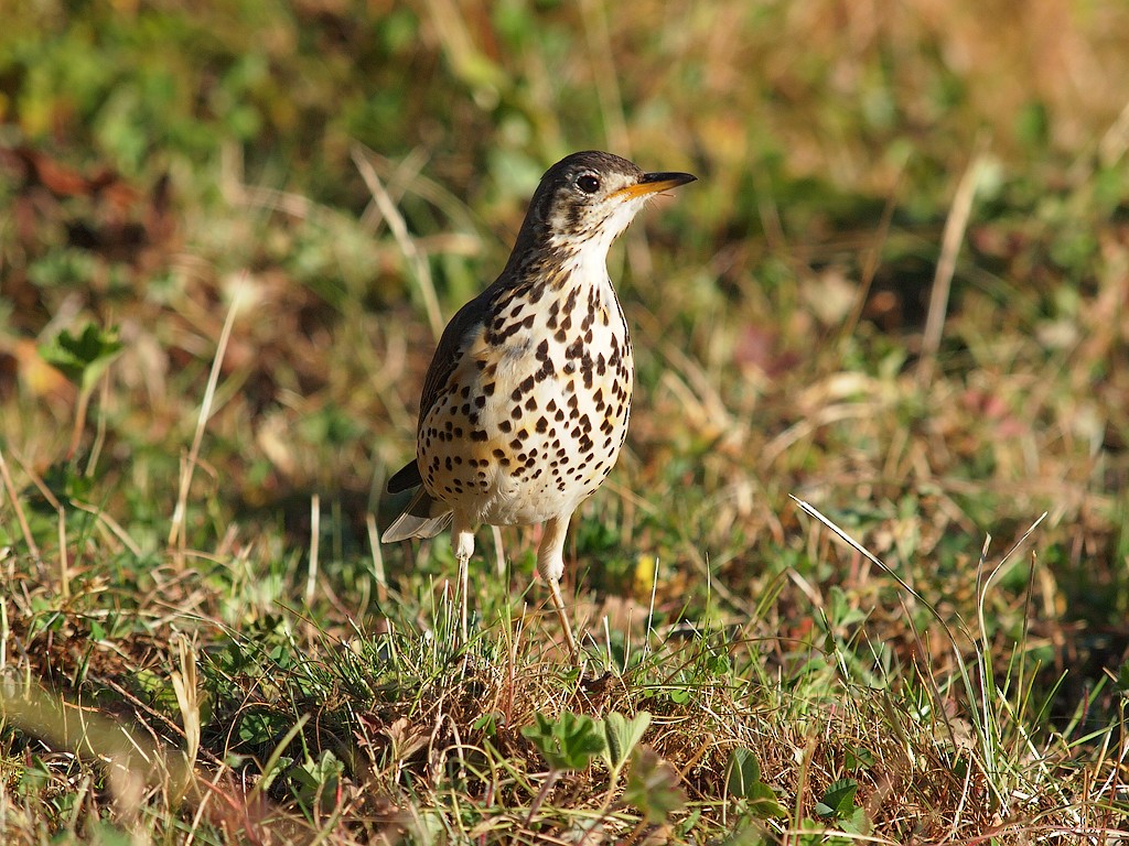 Zorzal Litsitsirupa (simensis) - ML642393587