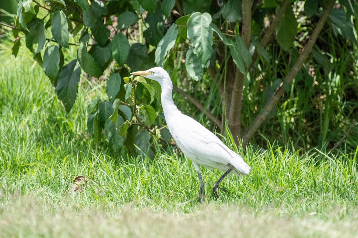 Yellow-billed Egret - ML642393612