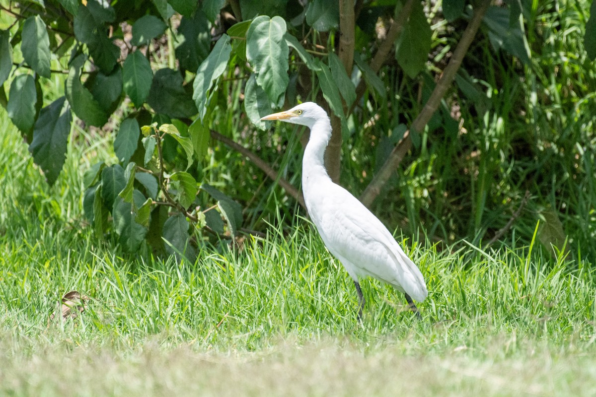 Yellow-billed Egret - ML642393613