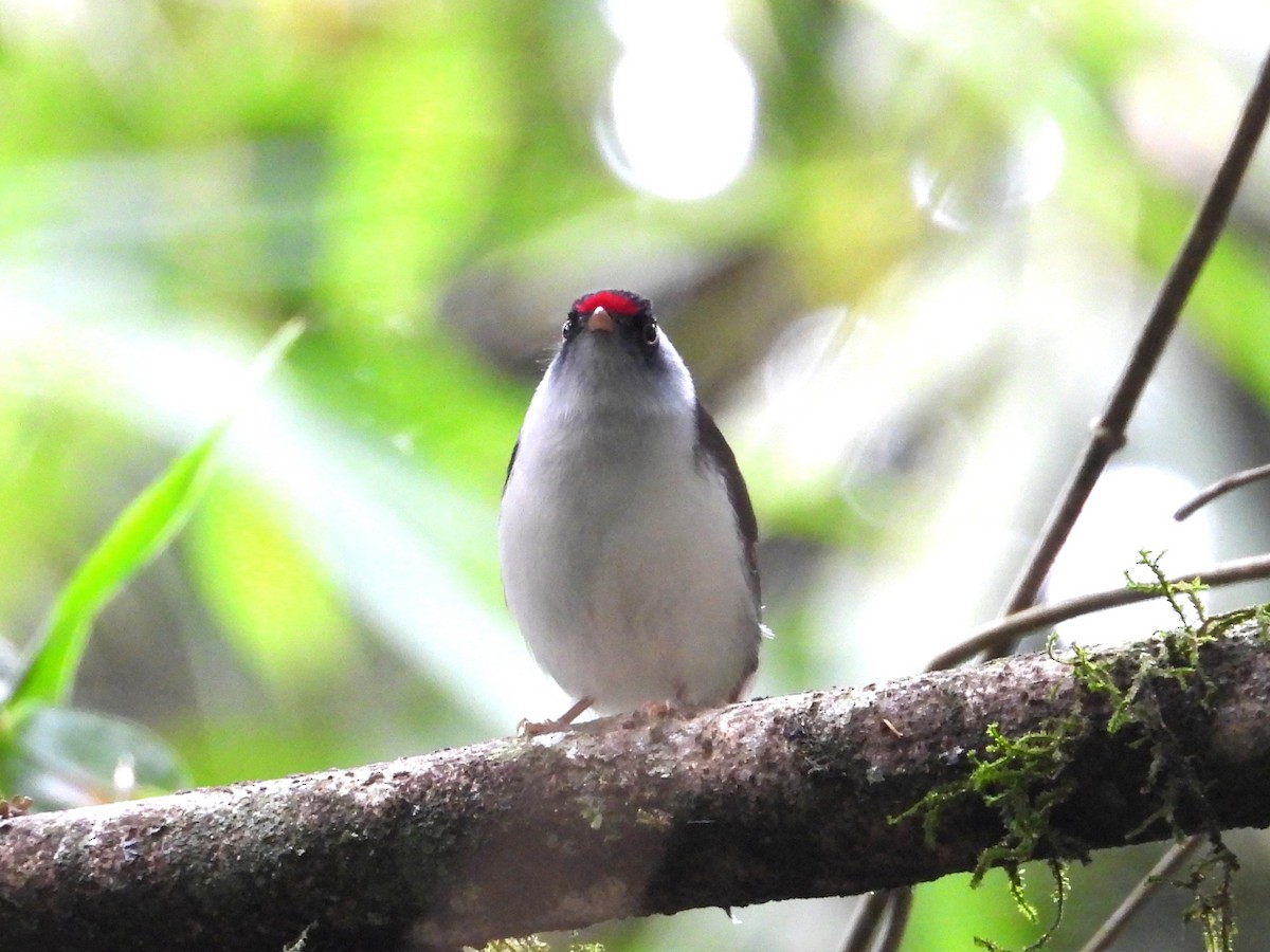 Pin-tailed Manakin - ML642393615