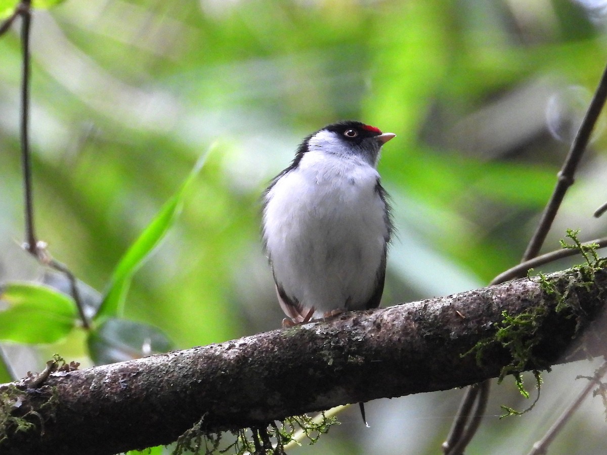 Pin-tailed Manakin - ML642393616