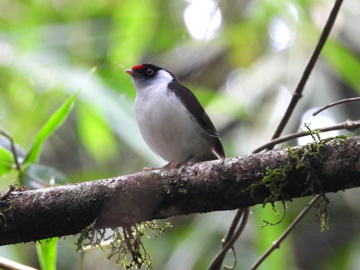 Pin-tailed Manakin - ML642393617