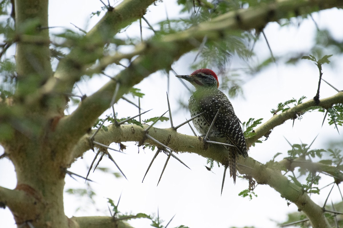 Nubian Woodpecker - ML642393656
