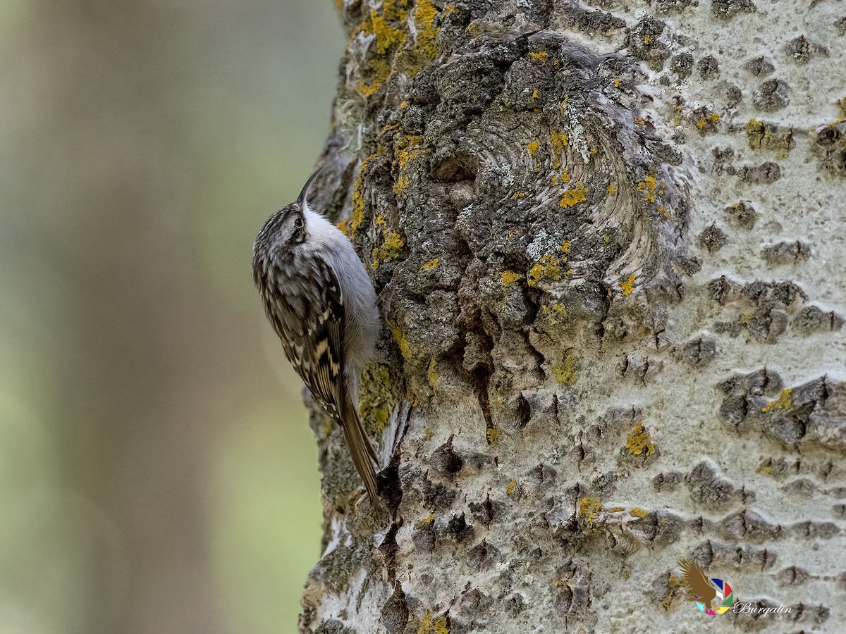 Short-toed Treecreeper - ML642393674