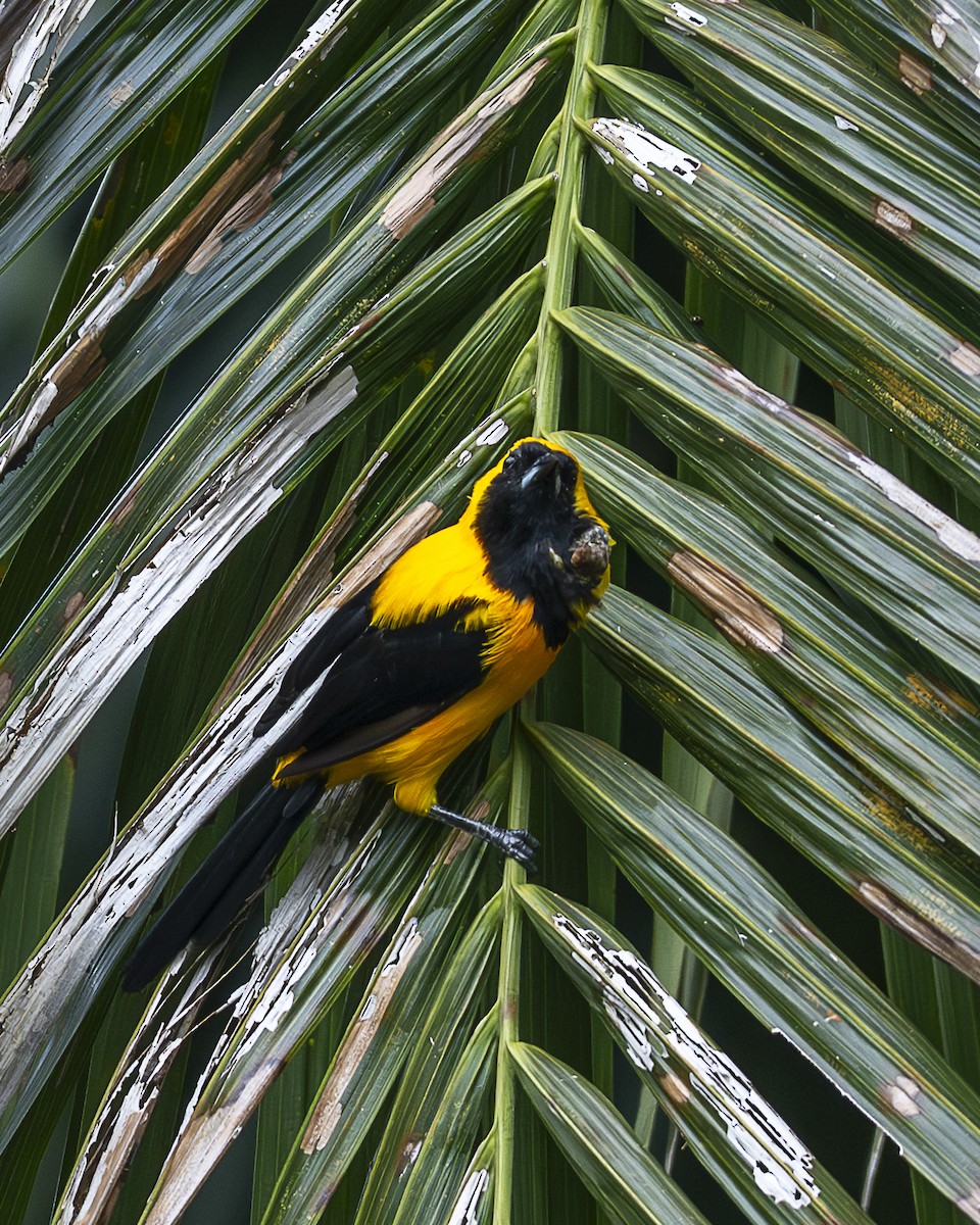 Yellow-backed Oriole - ML642393784