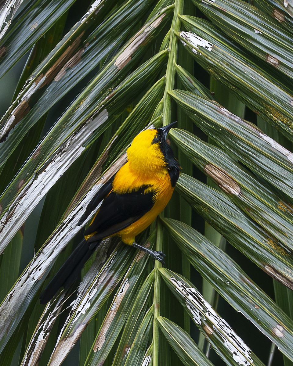 Yellow-backed Oriole - ML642393785