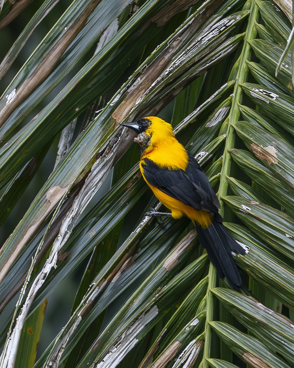 Yellow-backed Oriole - ML642393786
