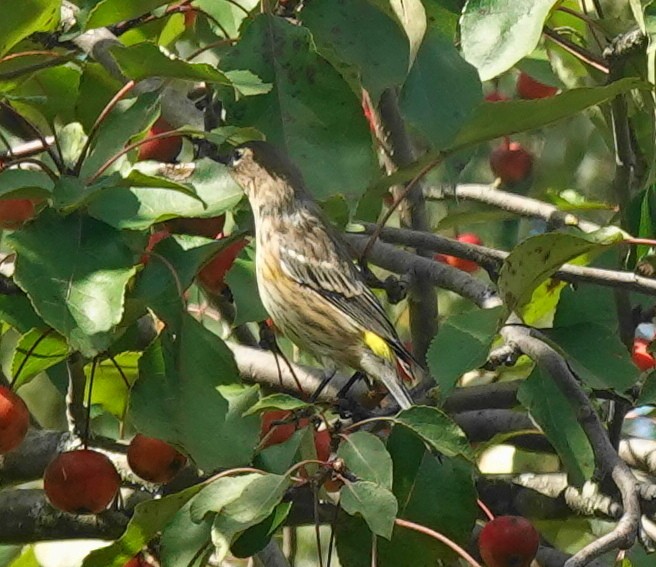 Yellow-rumped Warbler - ML642393790