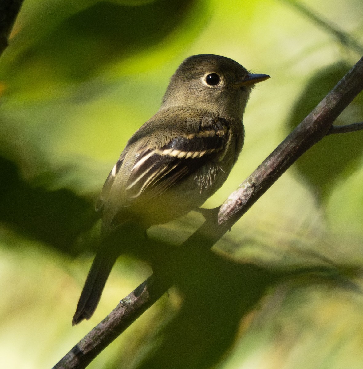 Yellow-bellied Flycatcher - ML642393793