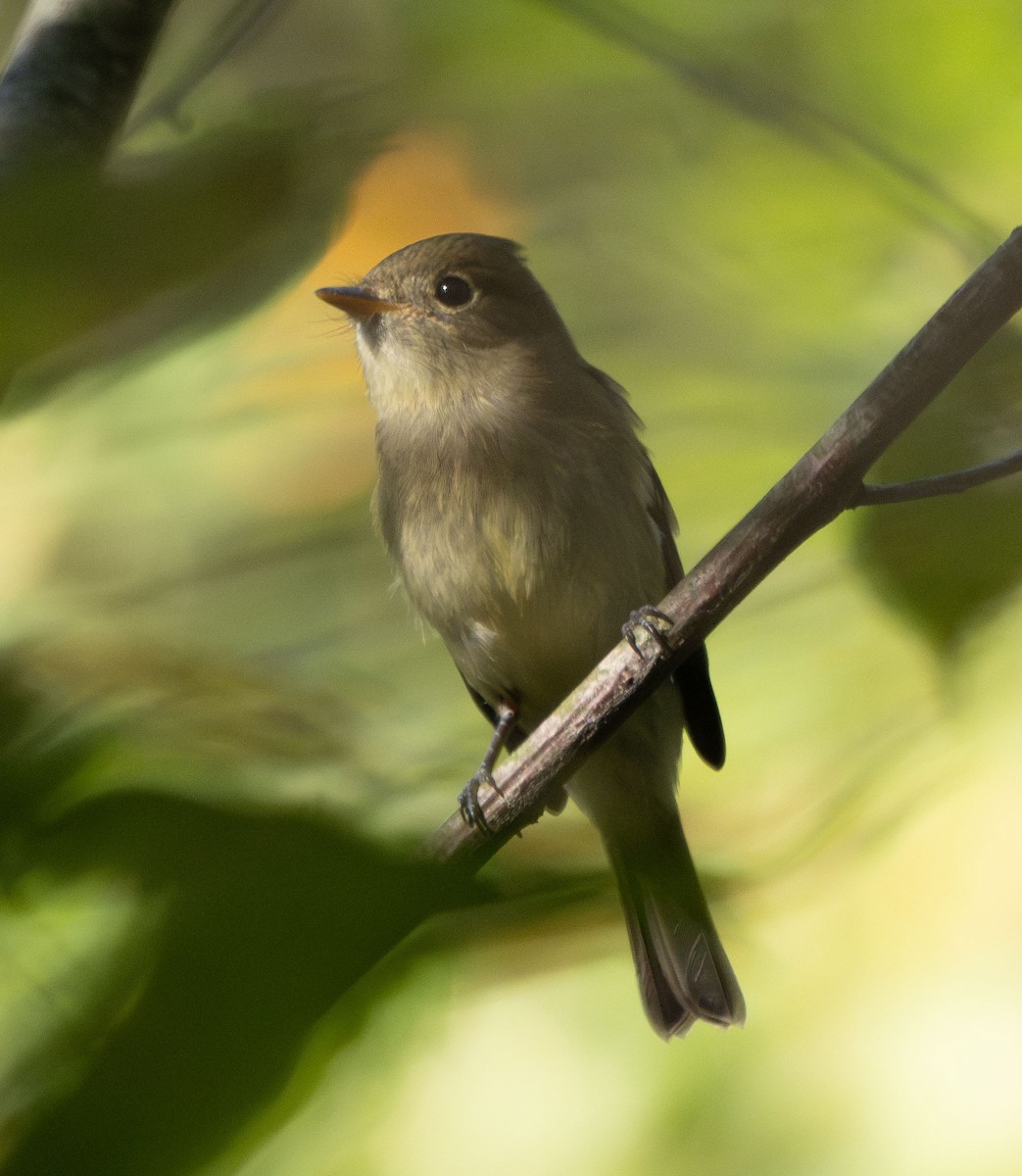Yellow-bellied Flycatcher - ML642393794