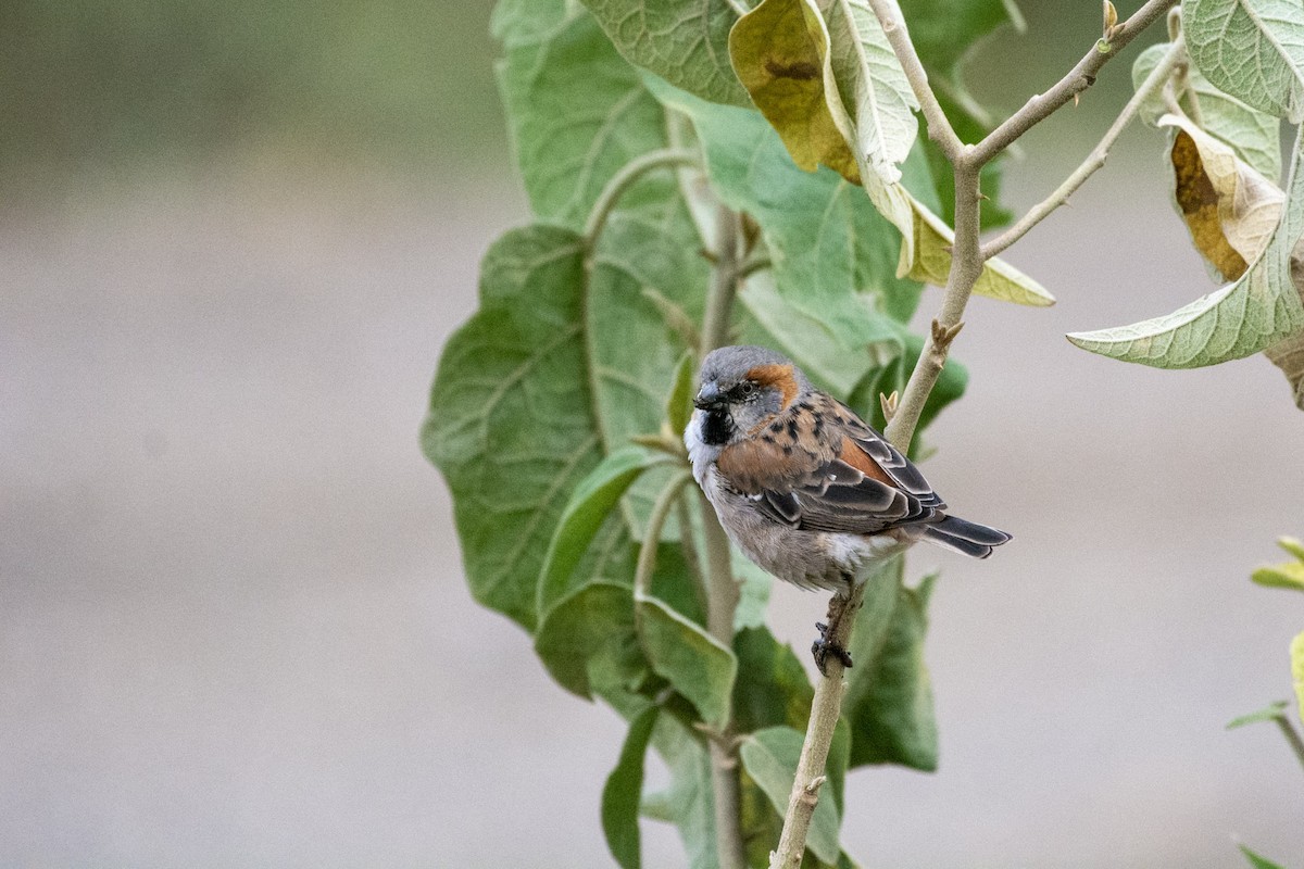 Kenya Rufous Sparrow - ML642393799