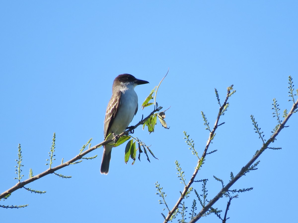 Giant Kingbird - ML642393867