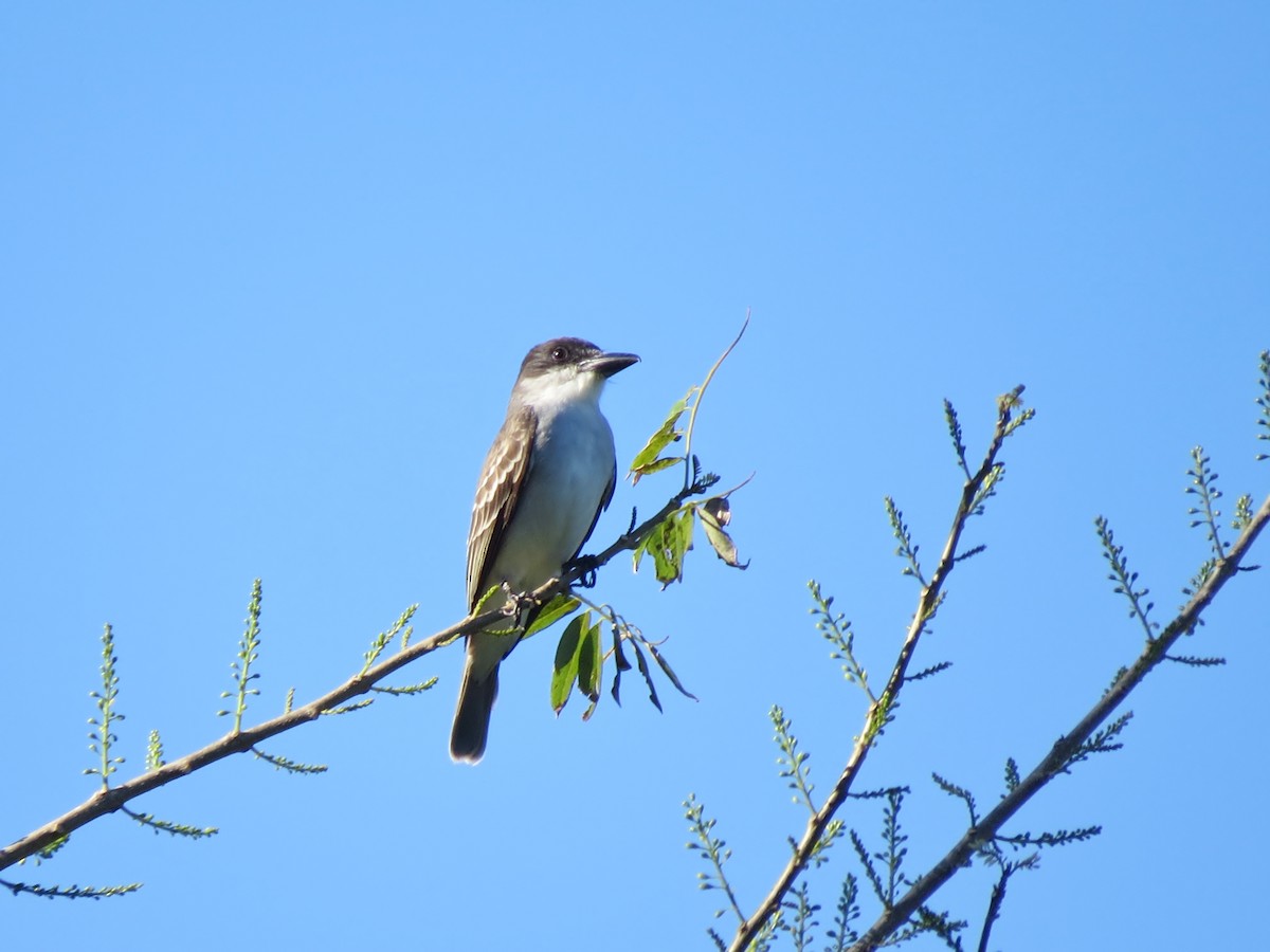 Giant Kingbird - ML642393868
