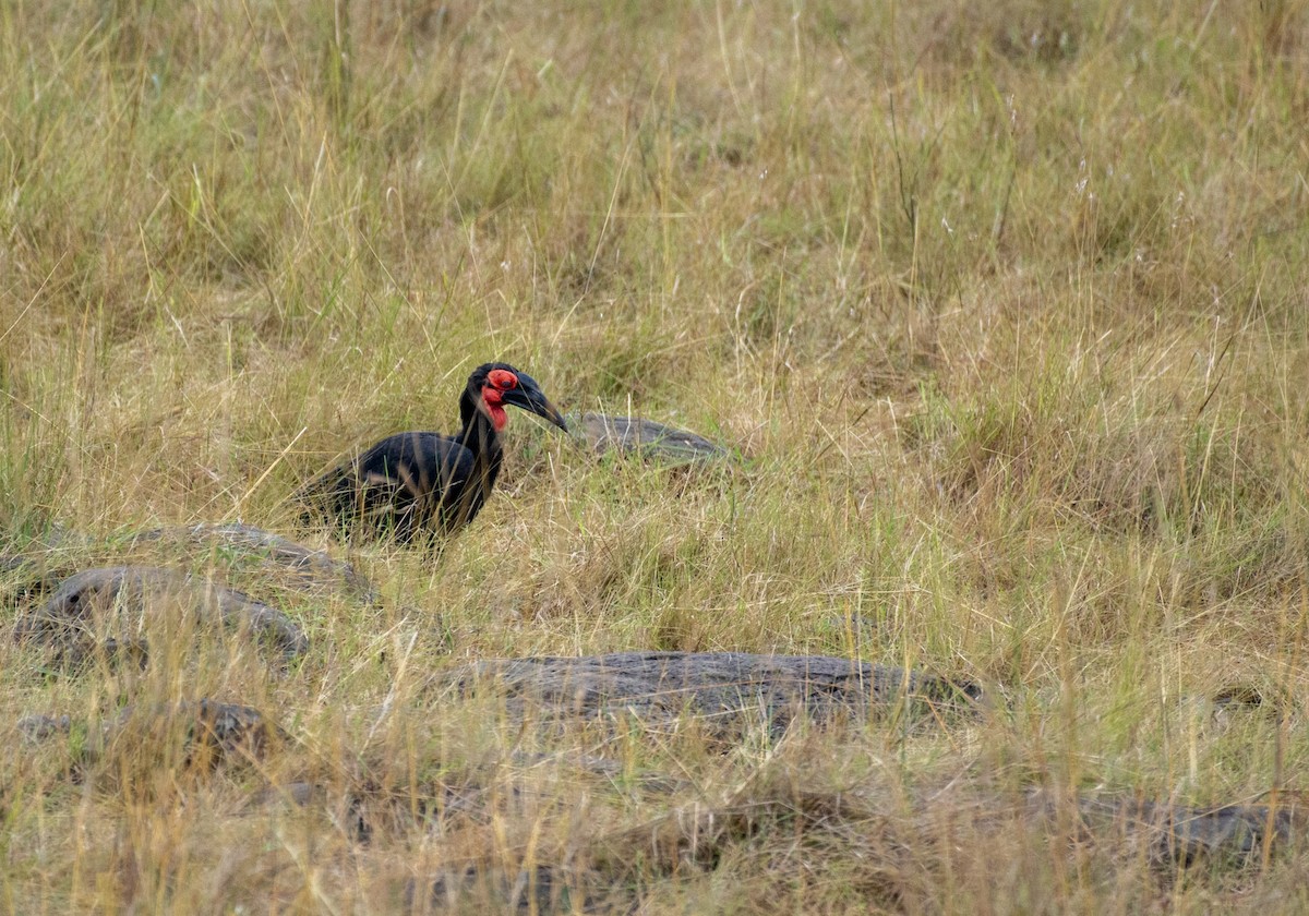 Southern Ground-Hornbill - ML642393882