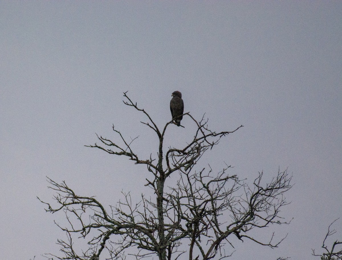 Western Banded Snake-Eagle - ML642393887
