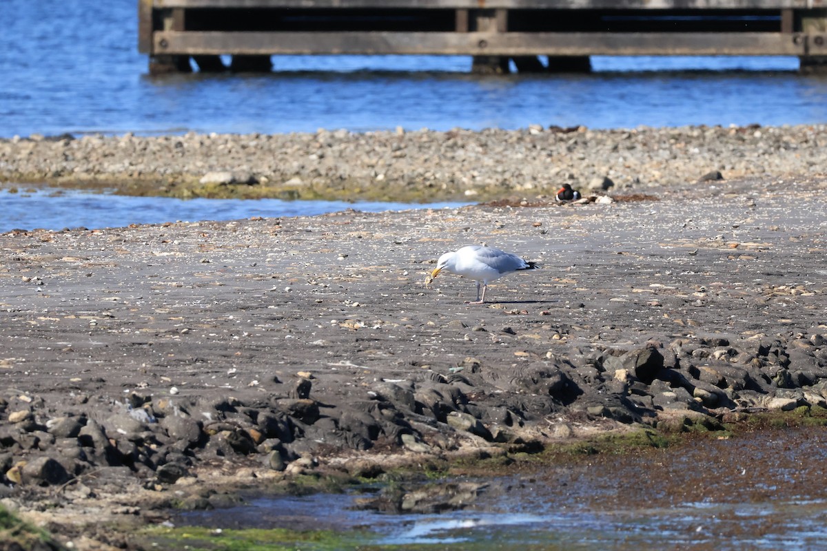 Eurasian Oystercatcher - ML642393913