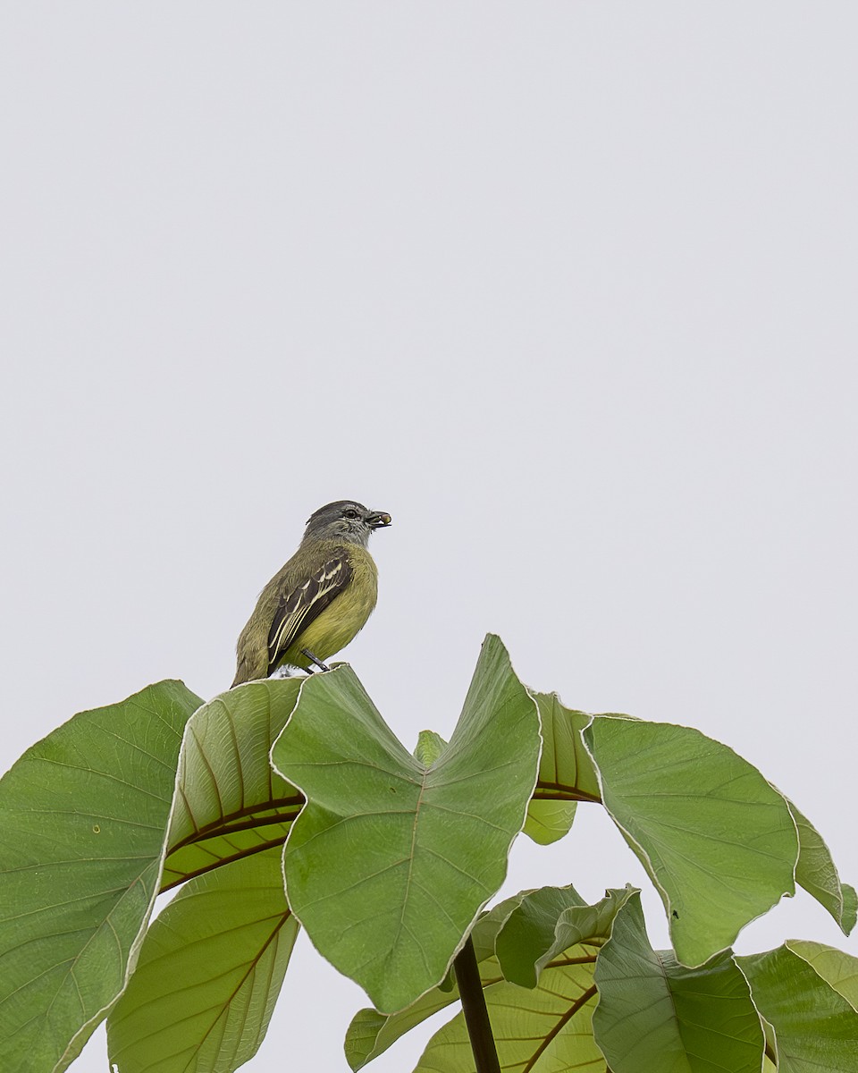 Yellow-crowned Tyrannulet - ML642393925