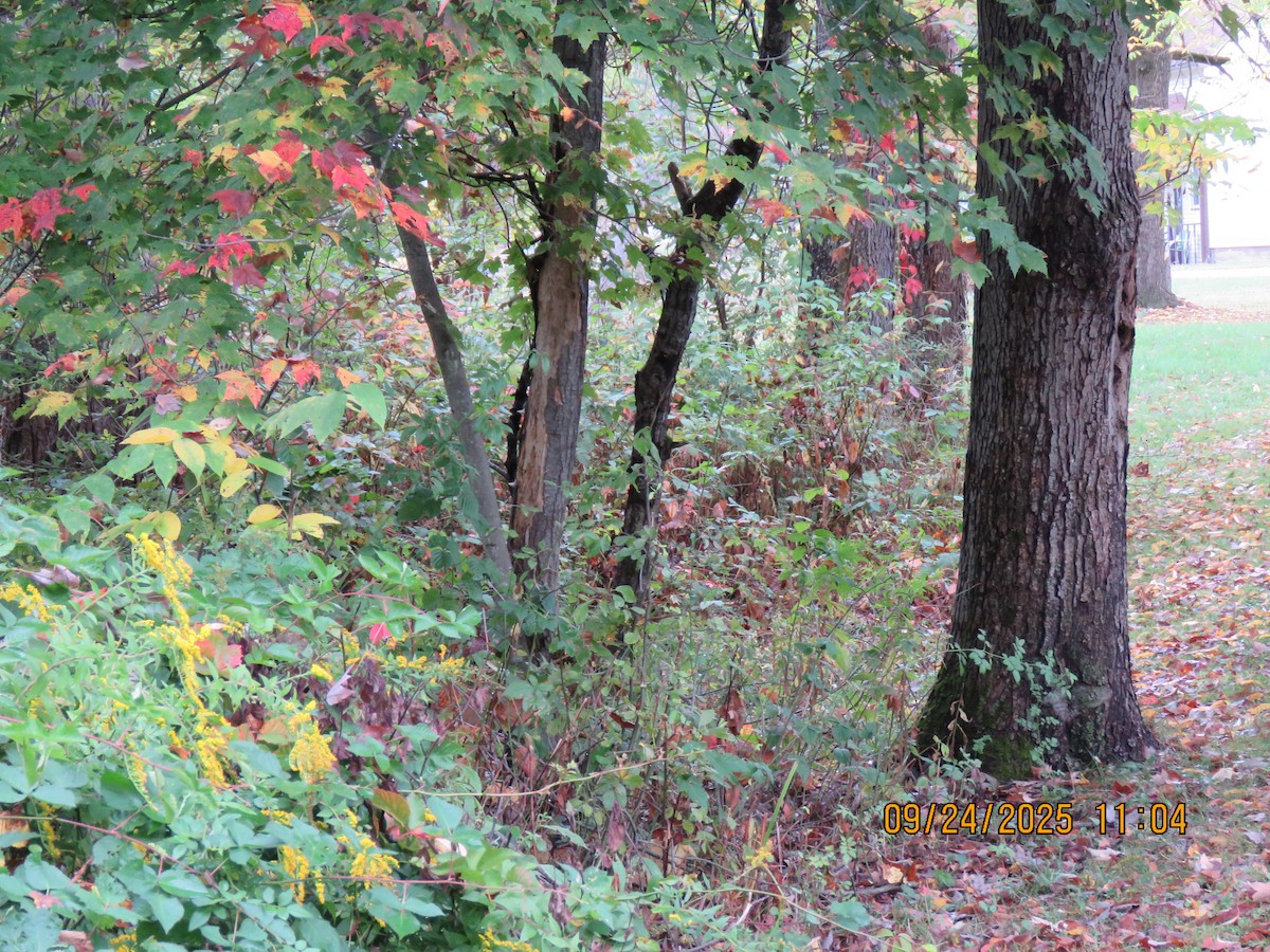 Pileated Woodpecker - ML642393932